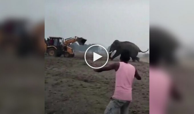 Elephant vs. tractor