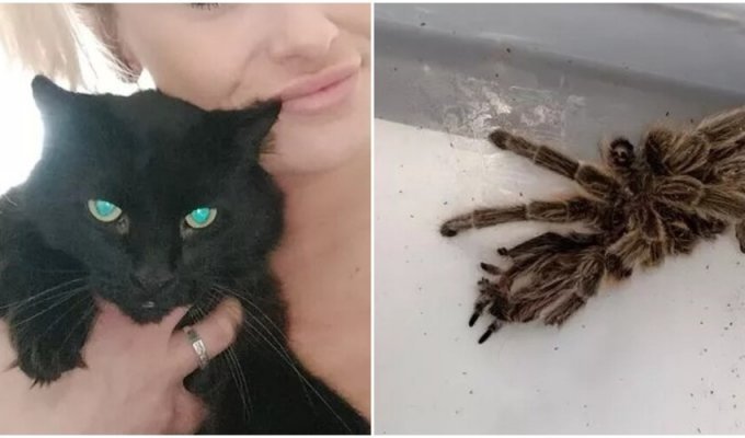 The cat brought the woman a "gift" - a huge tarantula (5 photos)