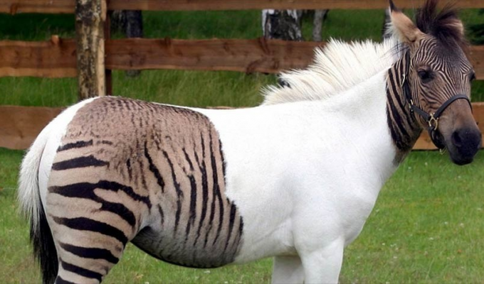 Zebroid: what is it like, a child of two different species? (7 photos)