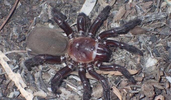 A rare species of giant spider discovered in Australia (5 photos + 1 video)