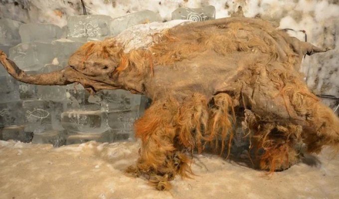 Учёные впервые расшифровали РНК мамонта возрастом 40 тыс. лет (5 фото + 1 видео)