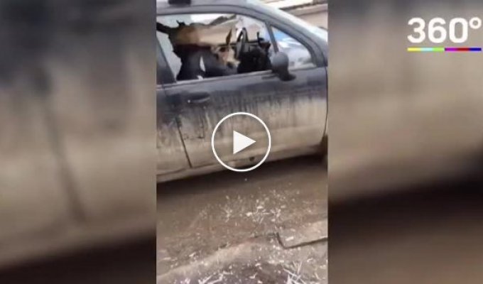 В Стерлитамаке пьяная женщина устроила «рубиловку» автомобиля