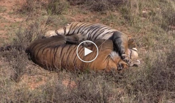 Два тигра яростно дерутся за самку в Южной Африке