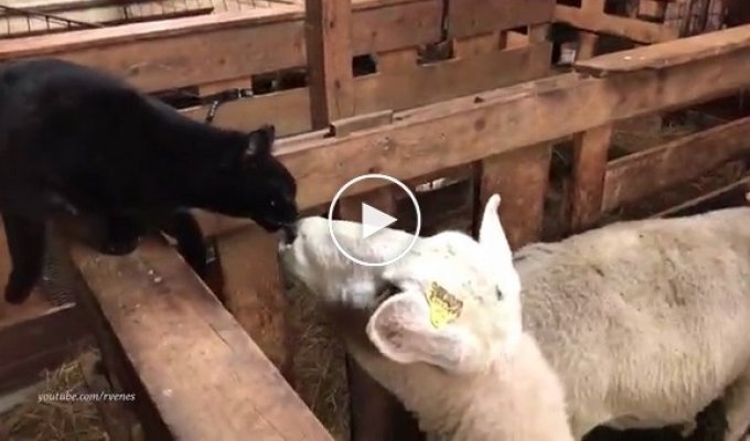 Месть овцы задиристому коту