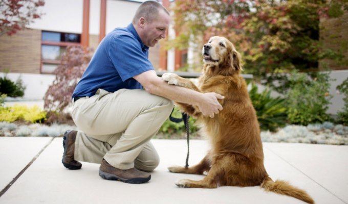 Лапа пурпурным сердцам: Собаки помогают ветеранам (8 фото)