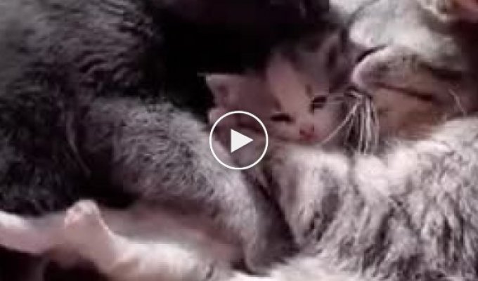 Сім'я котиків та підготовка до сну