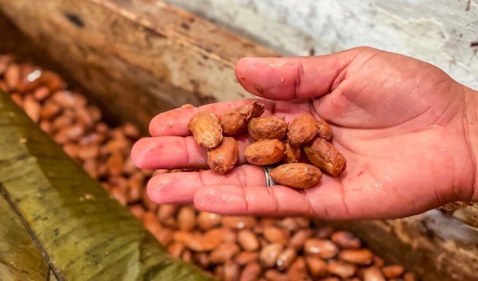 How real chocolate is made from wet nuts in Venezuela (8 photos)