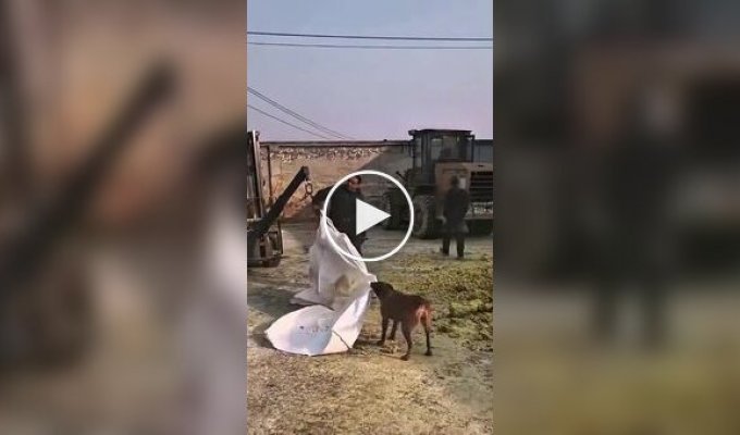 Пес помогает рабочим