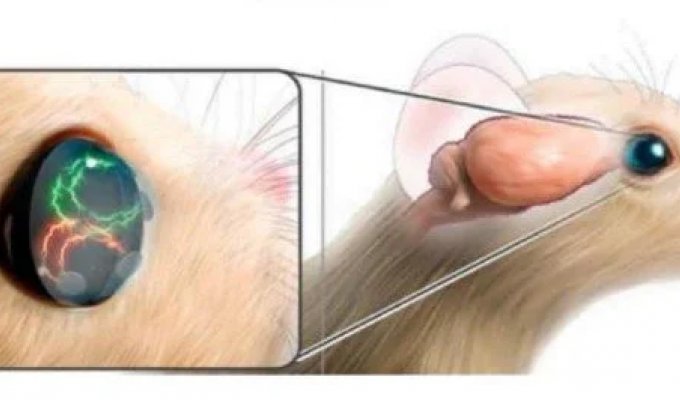 Happiness is in the eye of the beholder: Koreans have created lenses that cure depression with electric shock