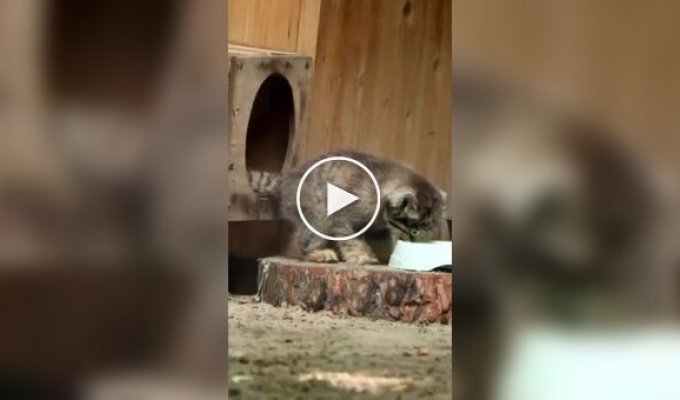 Максимально осторожная мама манула