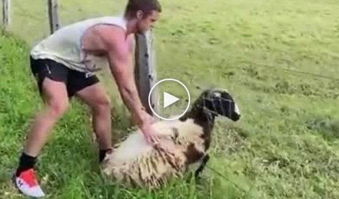 Парень вовремя спас застрявшую овечку