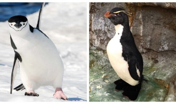 Работники зоопарка сделали обувь пингвину, чтобы облегчить ему жизнь (3 фото)