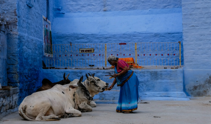 Cow chaos engulfs India - skinny and pitiful saints (7 photos)