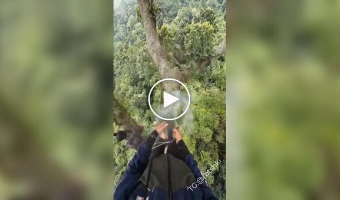 Сбор меда диких пчел