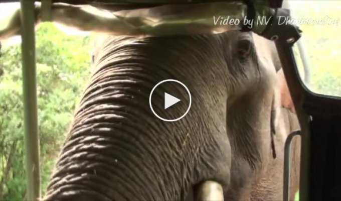 Невоспитанный слон клянчит еду