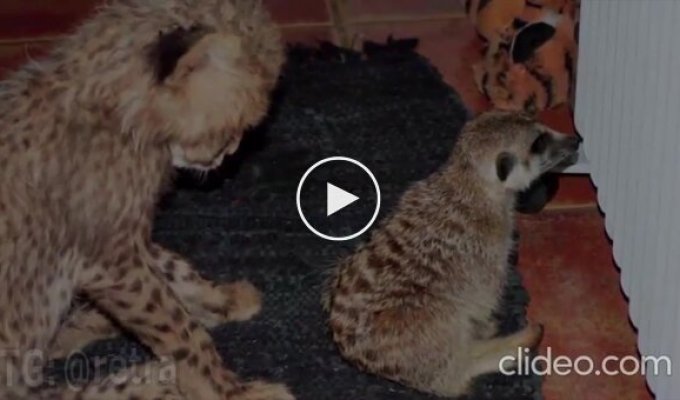 A female cheetah raised by meerkats