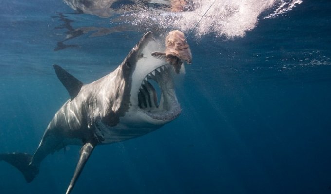Дайвер из Флориды обнаружил самую большую белую акулу в мире (9 фото)