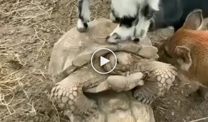 Две свиньи и коза прервали интимный момент черепахам