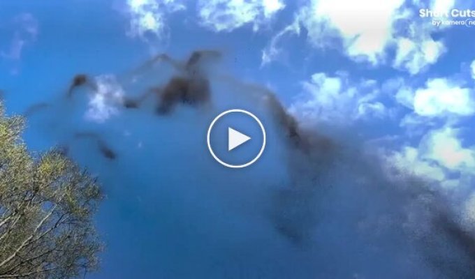 Необычное брачное поведение комаров в полете