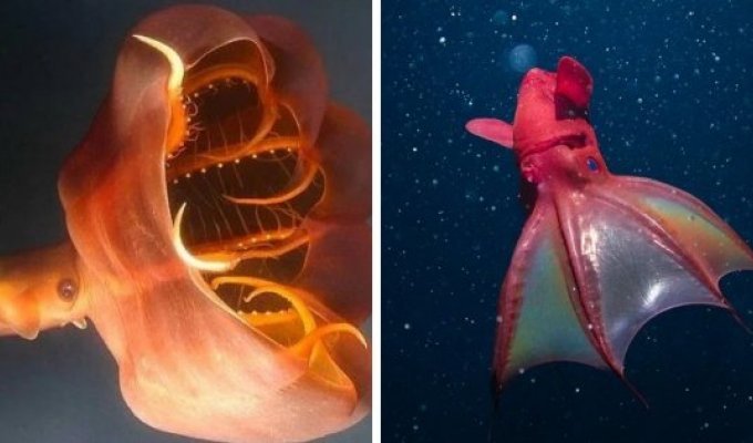 "Кто проживает на дне океана?": Удивительные и странные обитатели подводного мира (16 фото)