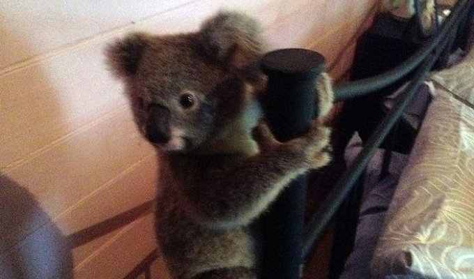 Австралиец спас детеныша коалы от собственной собаки (3 фото)