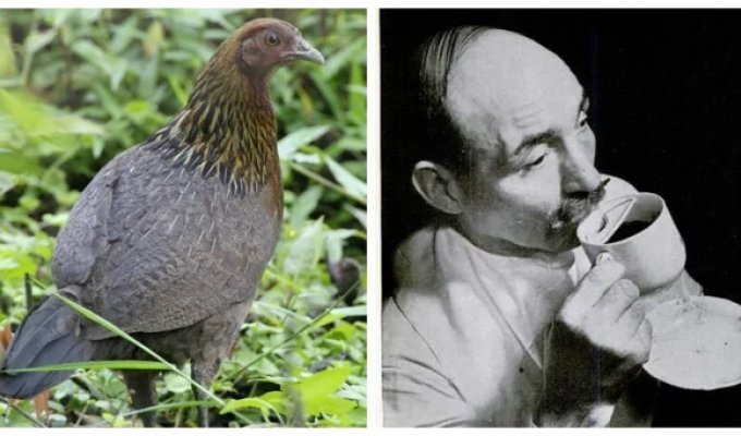 10 удивительных фактов, которые изменят ваши представления об истории (11 фото)