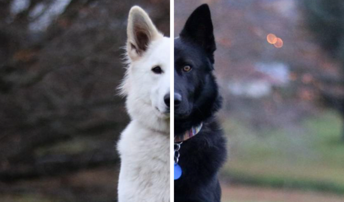Эти две собаки, олицетворяющие день и ночь, непременно сделают ваш день добрым! (14 фото)