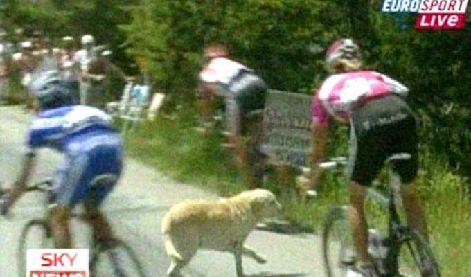 Собака решила поучаствовать в Tour De France (4 фото)