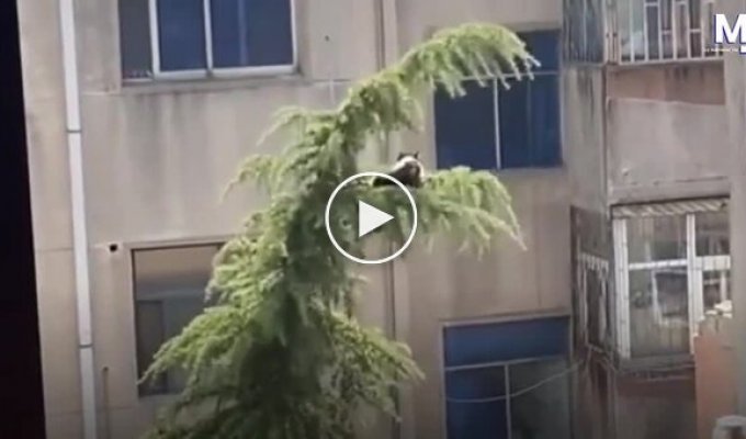 Семья спасла застрявшую кошку с помощью необычной конструкции