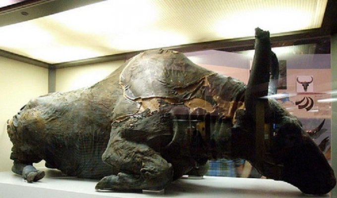 Древние ископаемые бизоны - Россия и Америка (6 фото)