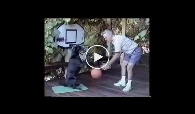 Собака играет в баскетбол