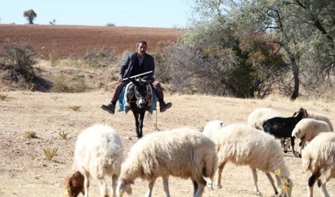 Turkish shepherds refuse to work without paid internet to watch TikTok (3 photos)