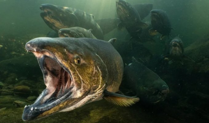 Chinook Salmon: The Pacific’s Giant Fish Hunted Even by Orcas (8 Photos)