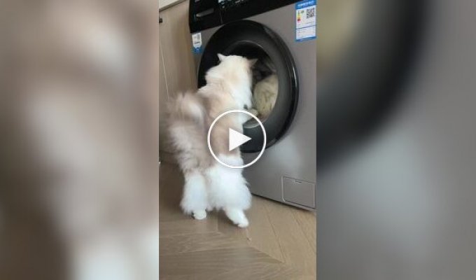 A cat fights with a washing machine