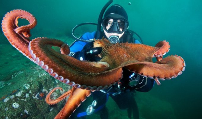 30 удивительных подводных фотографий Александра Семенова (31 фото)