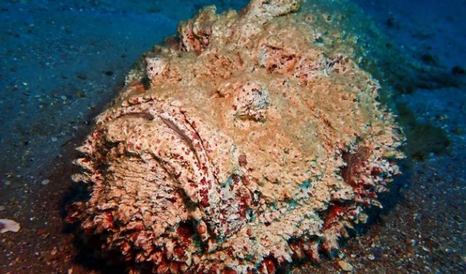 Рыба-камень: самая ядовитая рыба в мире водится на популярных курортах (9 фото)