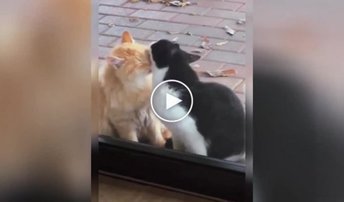 “I want it too!”: the cheeky cat asked for kisses