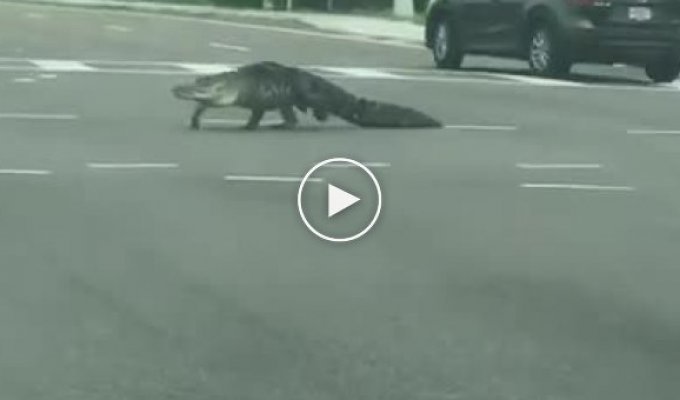 Аллигатор во Флориде решил продегустировать автомобилистов