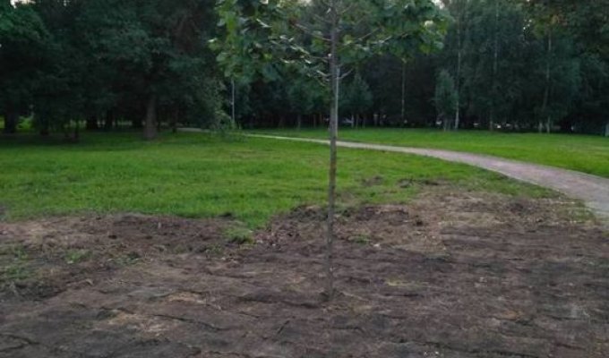Московские коммунальщики уложили рулонный газон травой вниз (3 фото)