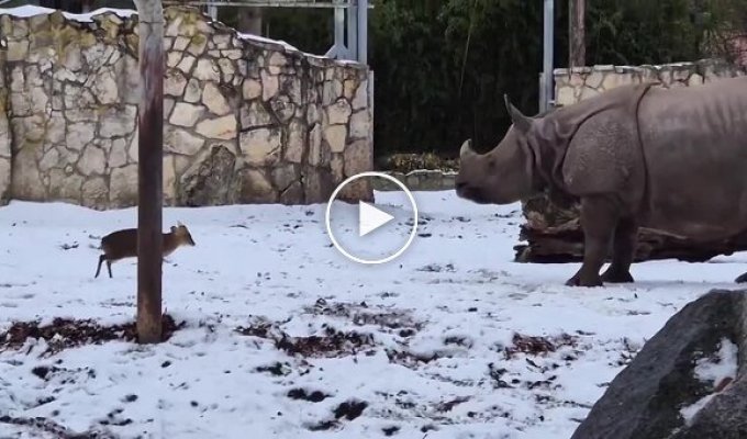 Маленький олень решил бросить вызов огромному носорогу