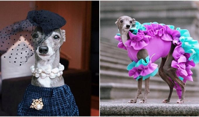 The dog became a fashion blogger and style icon (17 photos + 1 video)
