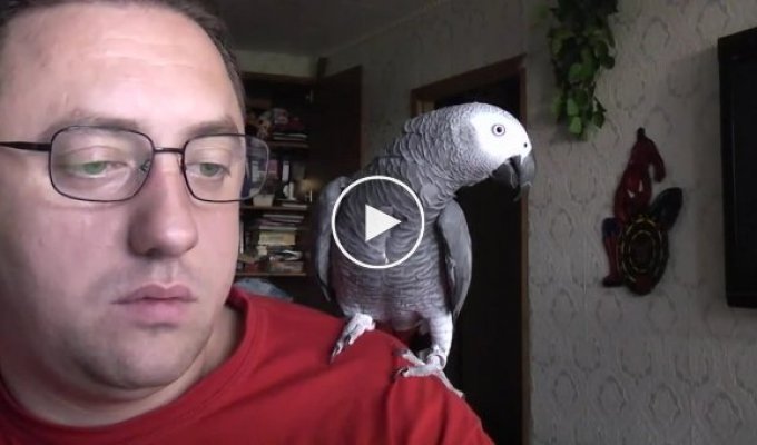 Разговорчивый попугай Гриша