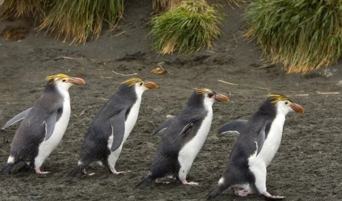 Penguin Island (15 photos)