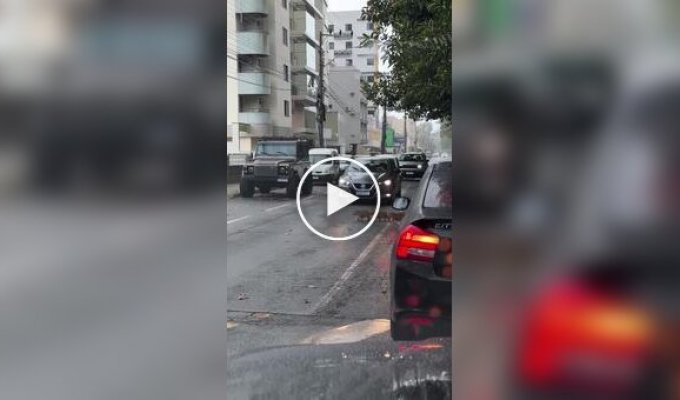 Семейство капибар переходит дорогу