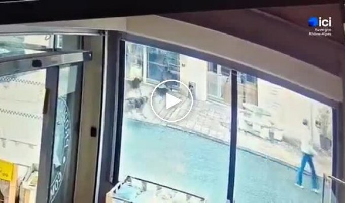 Кабан разбил витрину магазина во время побега от собак