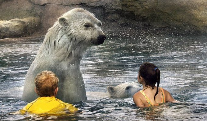 Дети оказались в воде вместе с белыми медведями