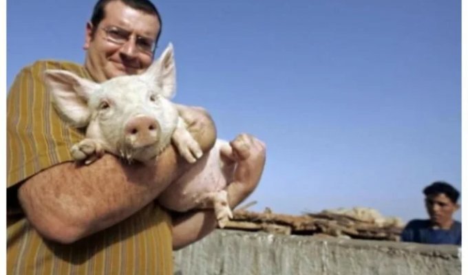 Почему свинья стала запретной пищей у евреев и мусульман? (6 фото)