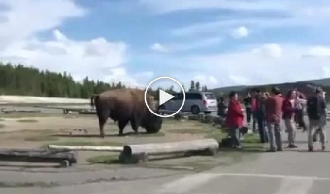 Bison scatters Chinese tourists