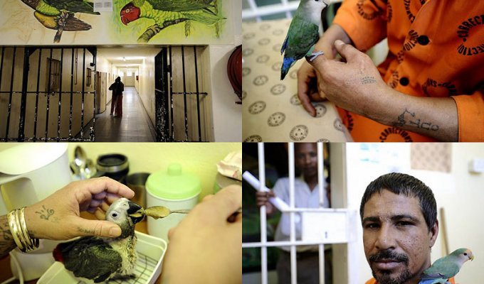 Закоренелых преступников перевоспитывают с помощью попугаев (15 фото)