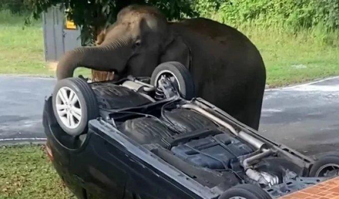 Слониха пришла на запах шашлыка и перевернула автомобиль (4 фото + 1 видео)